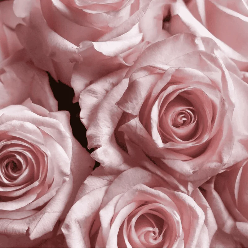 Macérat huileux de Rose de Damas BIO