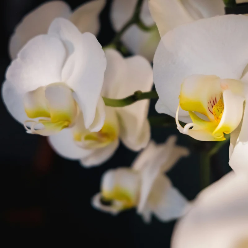 Bougie "Orchidée Blanche"