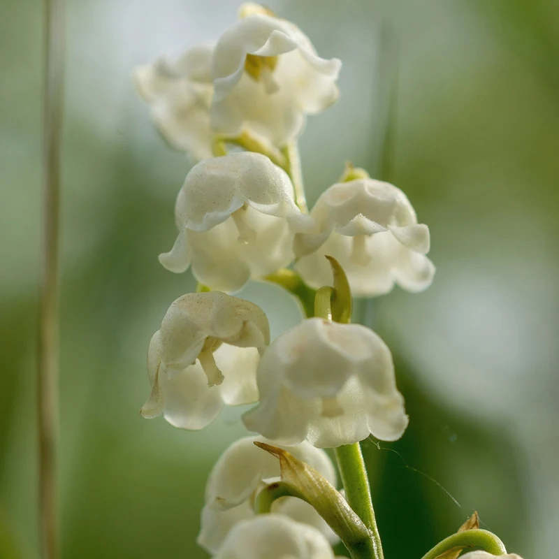 Bougie "Muguet"