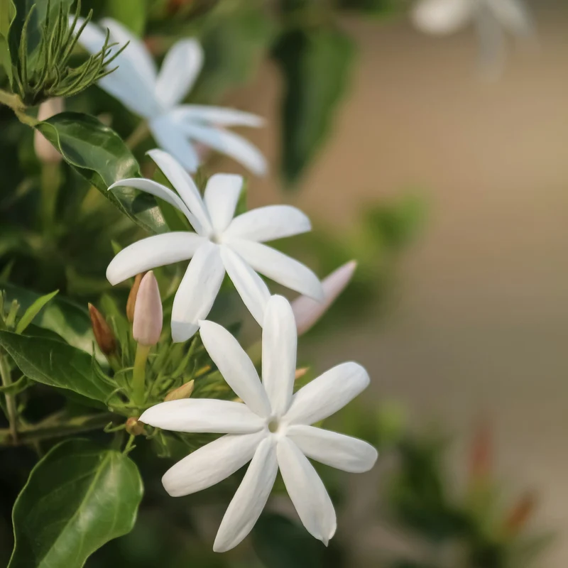Bougie "Jasmin"