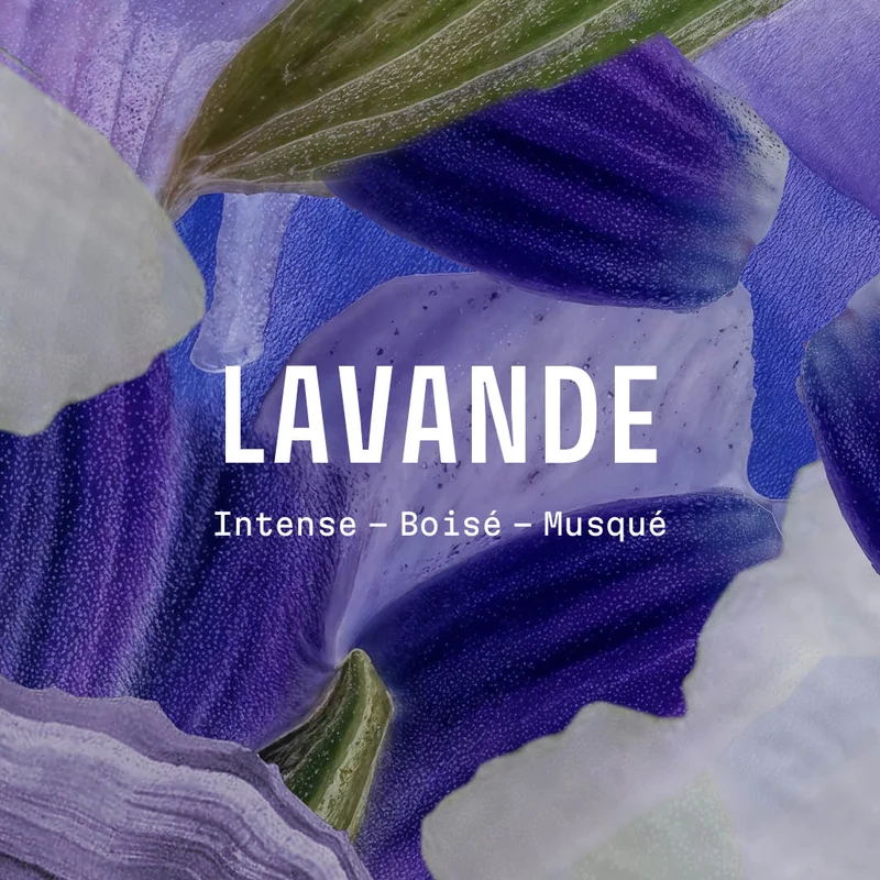 Crème pour les mains - Lavande Iconique 30ml