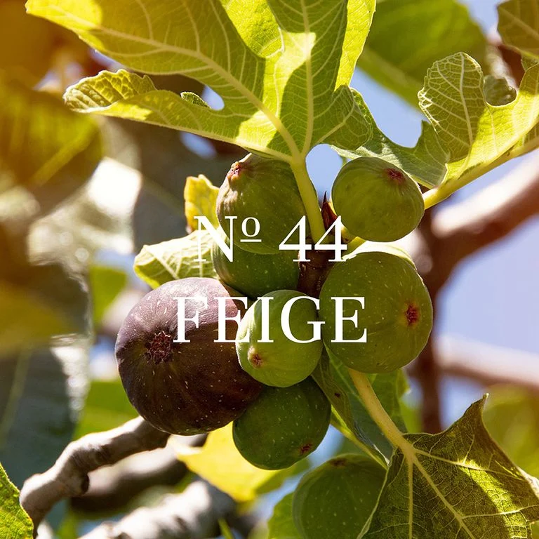 No 44 Feige