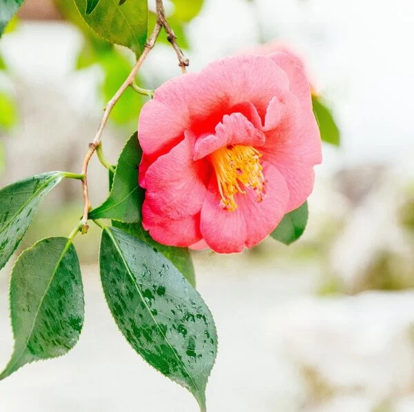 Camellia Flower Hydrating Mist 80 ml