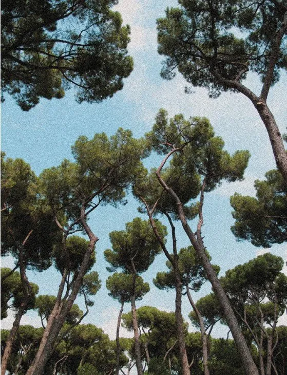 L’Échappée Sauvage