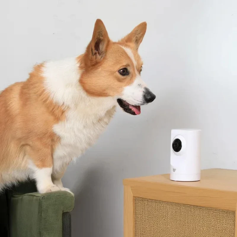 INSTACHEW - Caméra Intelligente pour Animaux *Boite Ouverte*