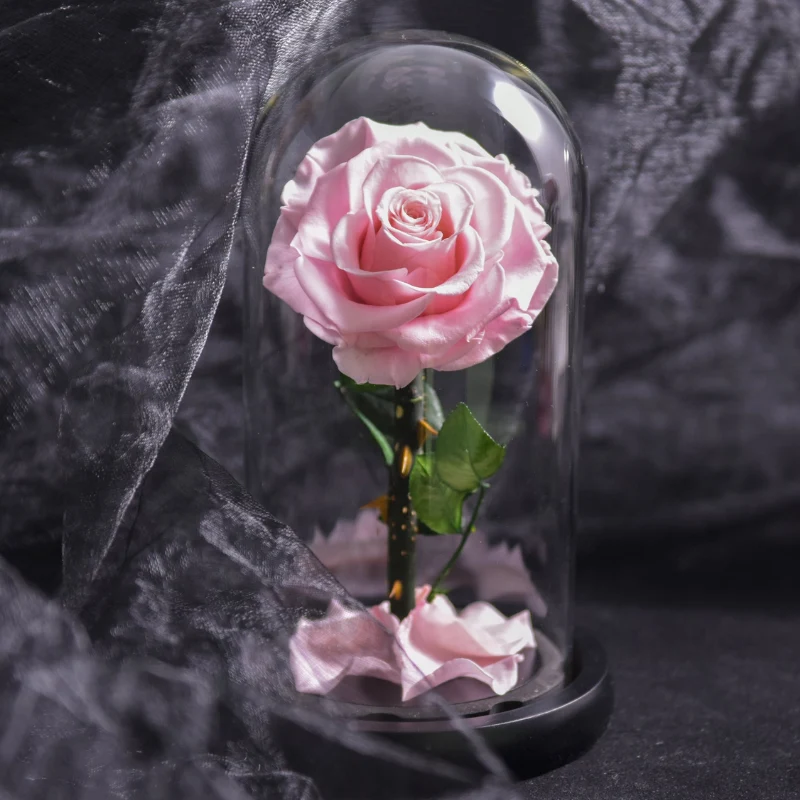 Rose naturelle stabilisée sous cloche en verre