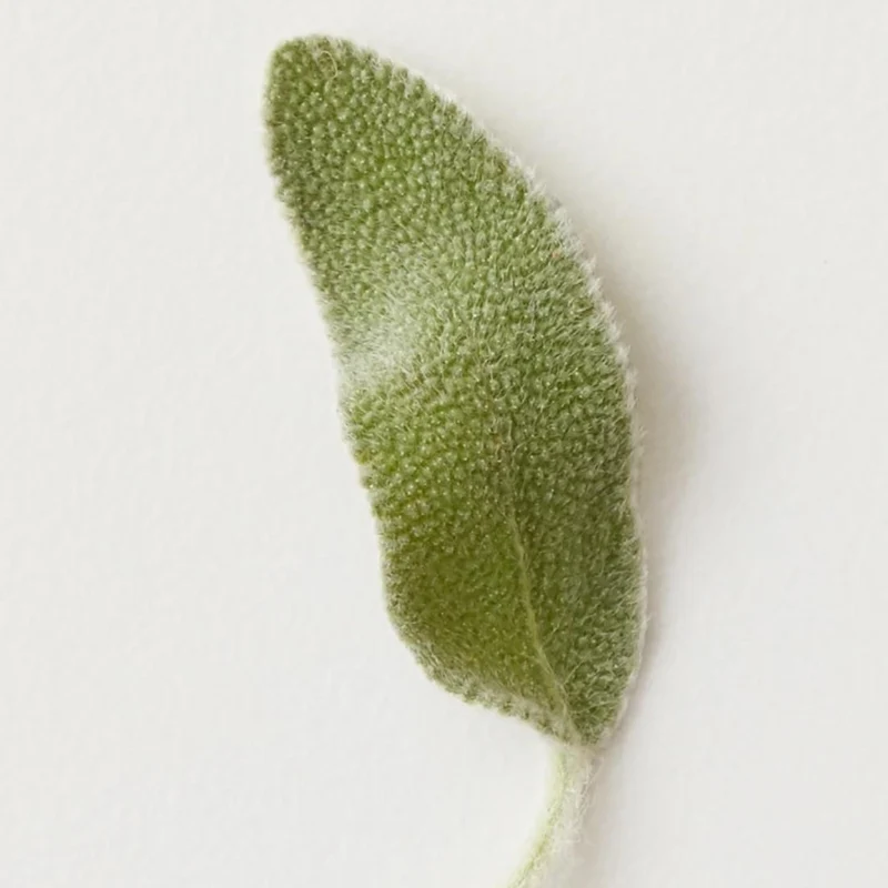 Shampoing clarifiant "Renew"
