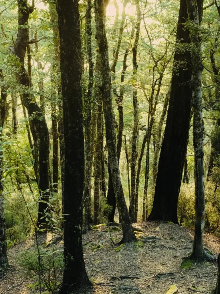 Green Cedar Eau de Parfum