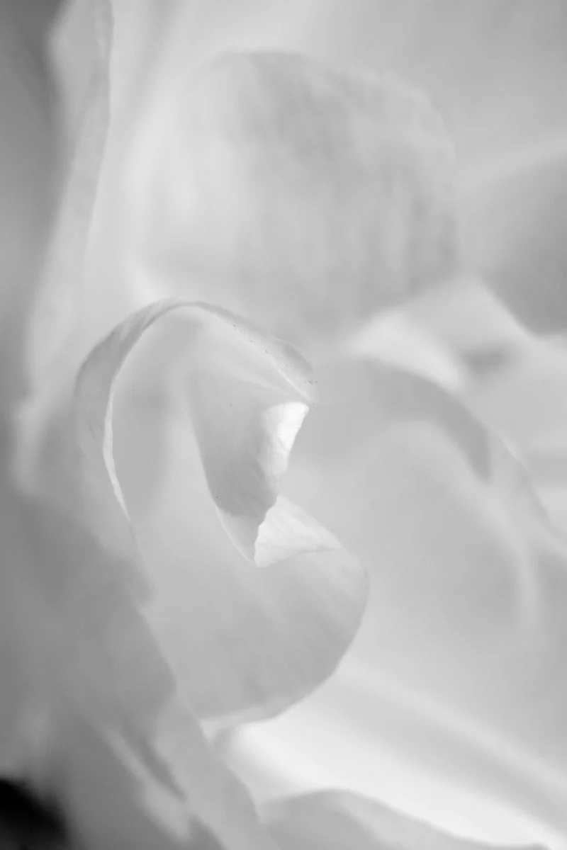 Extrait Blanc