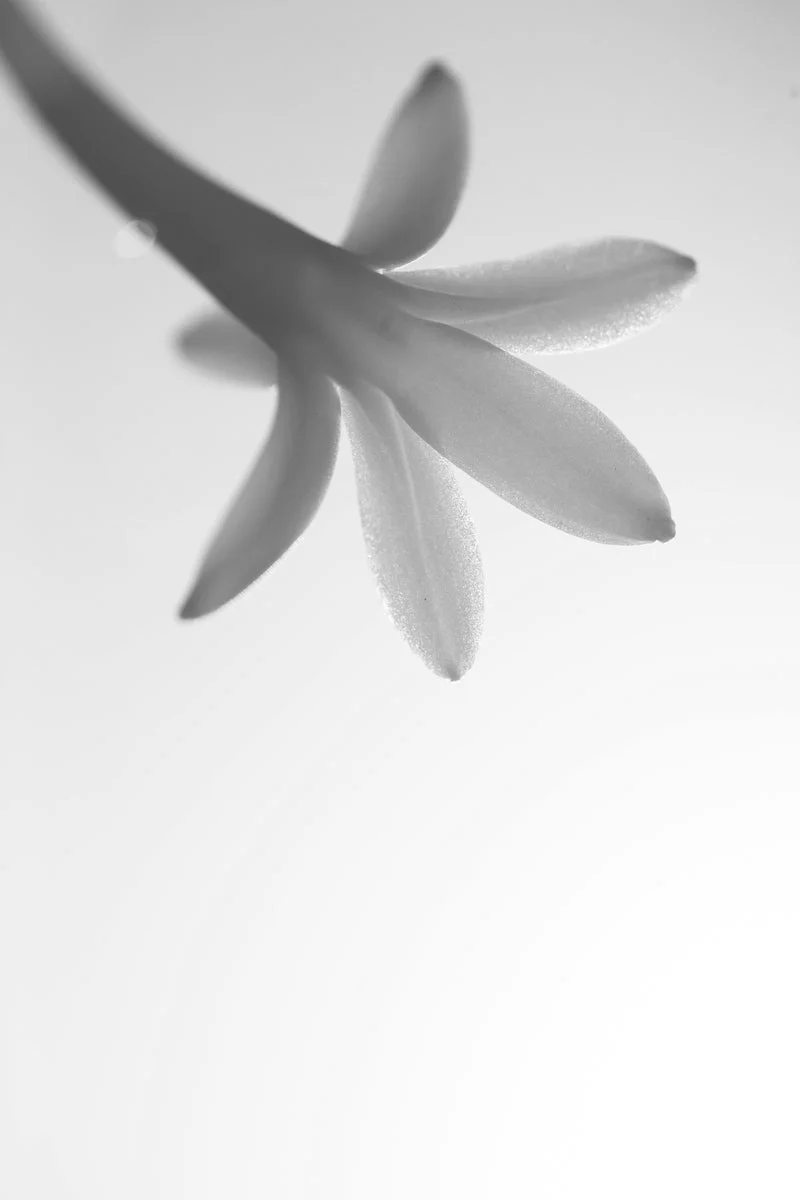 Extrait Blanc