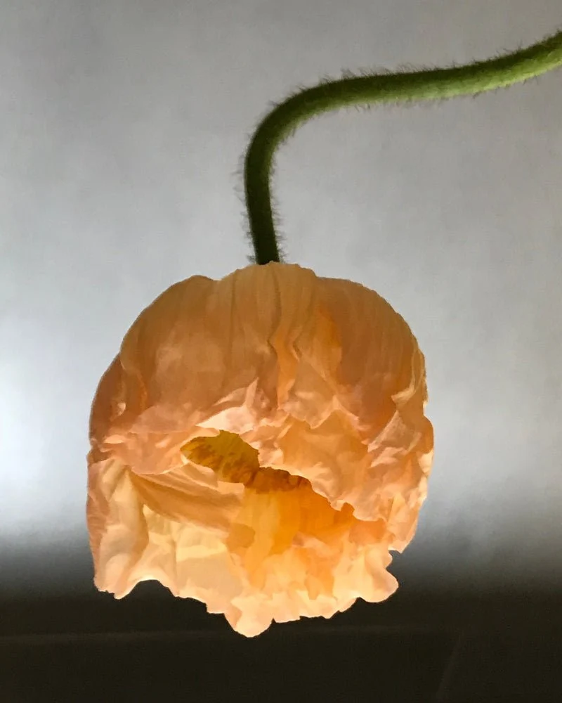 Érose