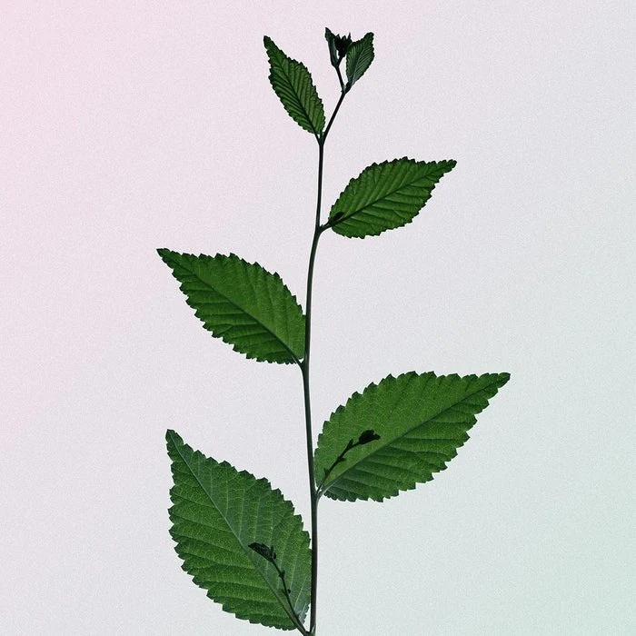 Botanical Bouche - Mouth Spray 50 ml