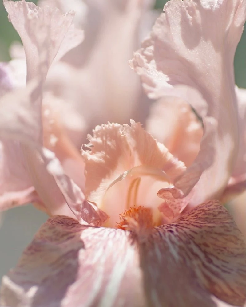 Poudre Désir Extrait de Parfum