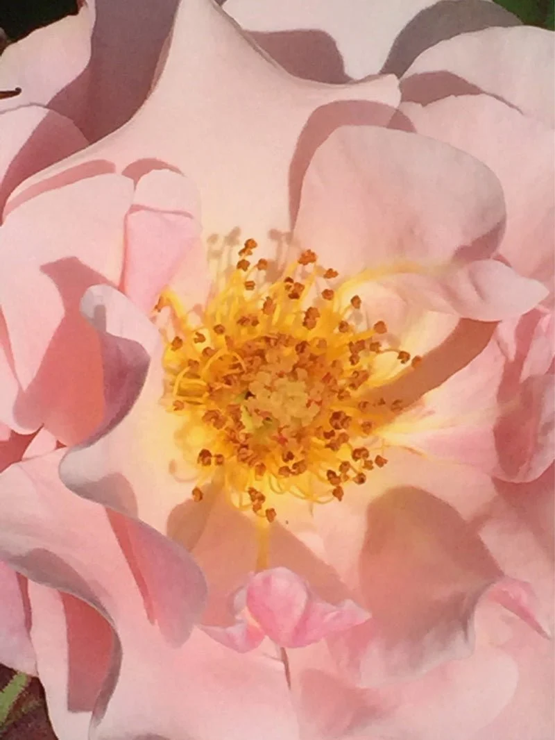 Poudre Désir Extrait de Parfum